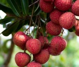 Đặc sản Kinh Bắc, đến là phải thử