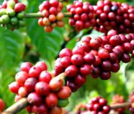 Gọi đại ngàn trong từng món ngon Đắk Nông