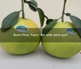 Bưởi Phúc Trạch “Đệ nhất danh quả”